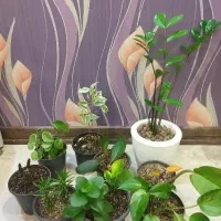 گل زاموفیلیا پتوس قاشقی افوربیا بنجامین فیلودندرون