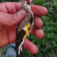 سهره ماده دورگ. جوجه سهره
