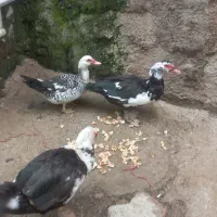 اوردک خارجی سالم