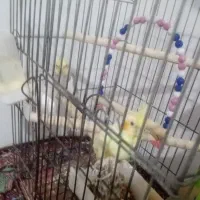 عروس هلندی لوتینو و سینامون|پرنده|خرم‌آباد, |دیوار