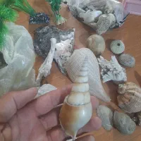 سنگ آکواریوم