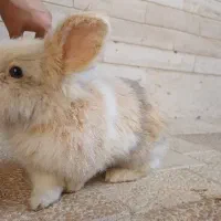 خرگوش تربیت شده