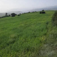 زمین کشاورزی ۱۰ هزار متری با سند تک‌برگ دیلمان