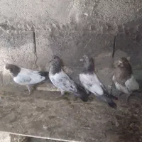 کبوتر بالا شپه