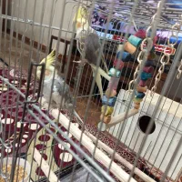 عروس هلندی قد دار