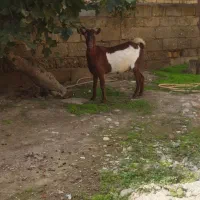 بز جوان|حیوانات مزرعه|گنبد کاووس, |دیوار