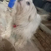 سگ پاکوتا ماده