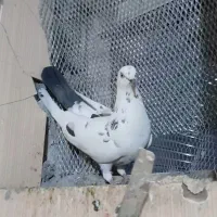 کفتر
