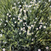گمشده