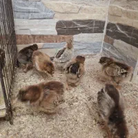 جوجه قیمت مناسب حراج