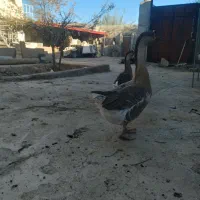 فروش جفت غاز