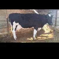 فروش انواع گاو و گوساله|حیوانات مزرعه|کرمان, |دیوار