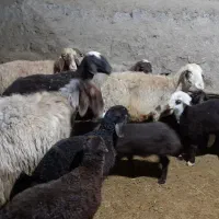 گوسفند وبره جوان داشتی|حیوانات مزرعه|کرمانشاه, |دیوار