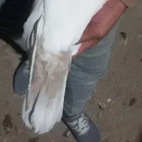 کله دم زرد ماده|پرنده|کبودرآهنگ, |دیوار