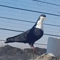 پراید فروشی مدل ۸۸