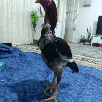 فروش خروس لاری.