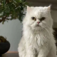 گربه پرشین اصیل موهاش کوتاه شده