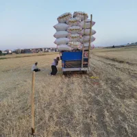 کاه درجه یک