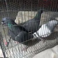 کفتر|پرنده|کرمان, |دیوار