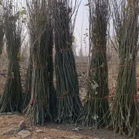 قلمه تبریزی