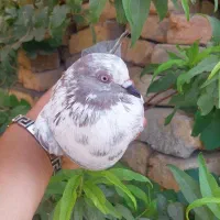 کفتر گم شده