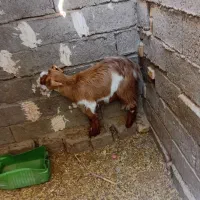 کره|حیوانات مزرعه|تیمور آباد, |دیوار