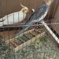 عروس نر ماده