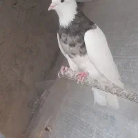 کبوتر طوقی
