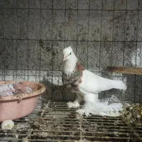 کبوتر طوقی پاپر بلند