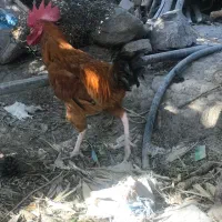 خروس و مرغ محلی / رسمی و اردک باغستان شهریار|حیوانات مزرعه|شهریار, شهریار|دیوار