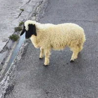 بره ماده