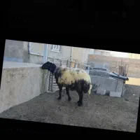 قوچ افشاری کاربلد