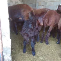 فروش بره نر چاق