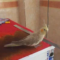 عروس هلندی|پرنده|دالاهو, |دیوار