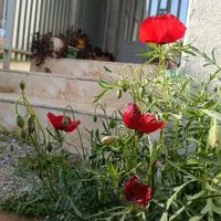 سوئیت،اقامتگاه،منزل ویلایی|اجارهٔ کوتاه‌مدت آپارتمان و سوئیت|بیستون, |دیوار