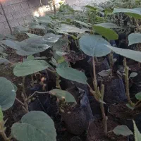 نهال کیوی درجه یک
