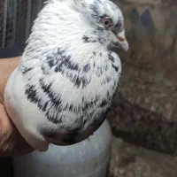 کبوتر نقش دمبی سیاه