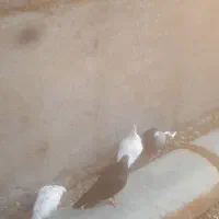 کبوتر|پرنده|سیجوال, |دیوار