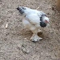 مرغ|حیوانات مزرعه|کرج, عظیمیه|دیوار