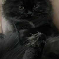 Pet|گربه|بجنورد, |دیوار