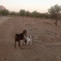 4تا بز و 3تا کره