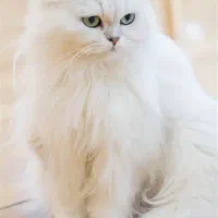 جفت‌گیری گربه پرشین