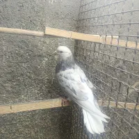 کفتر.گرفتنی سرور.دم قهوه ای غریبگیری