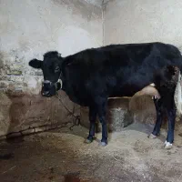 گوساله ماده سیمینتال و هلشتاین،گاو کردی|حیوانات مزرعه|دینور, |دیوار