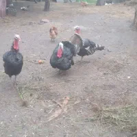 بوقلمون نر