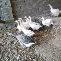 تعدادی قاز شمالی