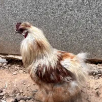 مرغ و خروس سلطان و خروس ابریشمی