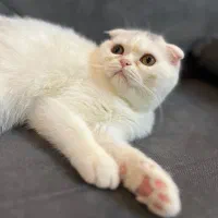 گربه اسکاتیش اشرافی|گربه|سمنان, |دیوار