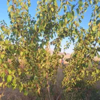 فروش باغ ۱۰۰۰ متری|فروش زمین و ملک کلنگی|همایجان, |دیوار