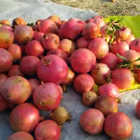 انار|خوردنی و آشامیدنی|کوهنانی, |دیوار